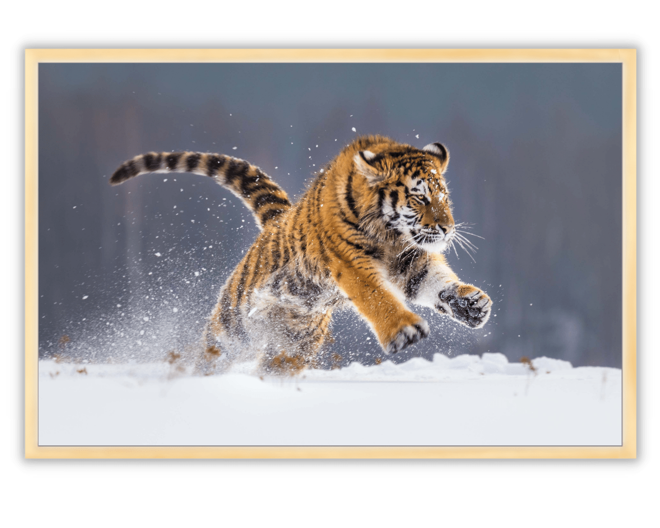 Poster 3D Tigre Andando Sobre a Neve 50x70cm com/sem Moldura